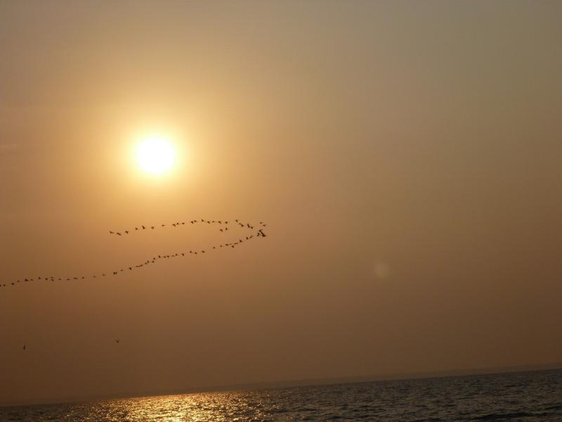 صور لـ #طيران #بحر #تشكيل_-_تكوين #ماء #طائر #غروب_الشمس #شمس