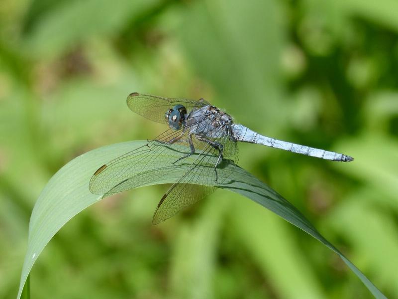 صور لـ #ورقة_الشجر #الأراضي_الرطبة #اليعسوب_الأزرق #Orthetrum_Cancellatum