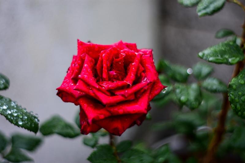 صور لـ #روسيو #روزا #بتلات