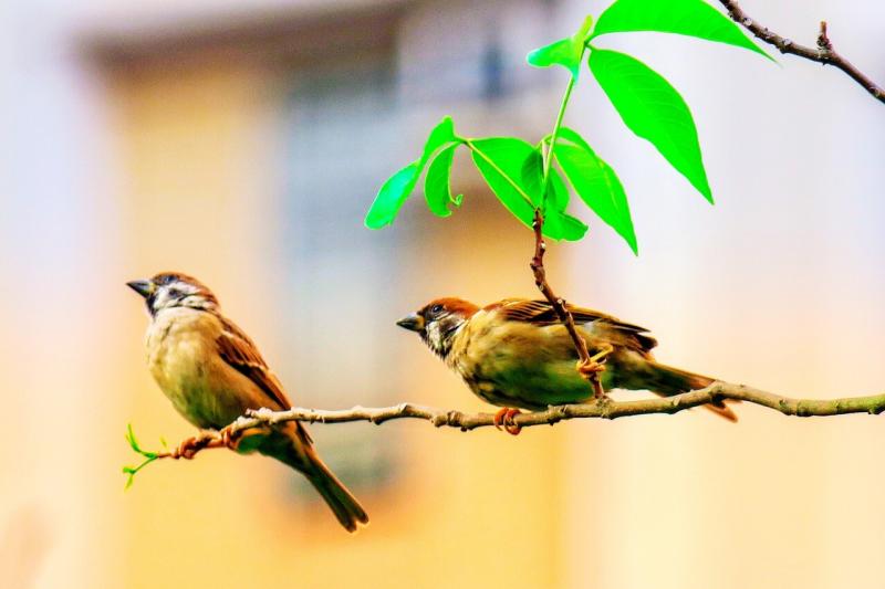 صور لـ #كف__نخلة #عين #طائر #منقار #حجر #قهوة #ريشة #عصفور