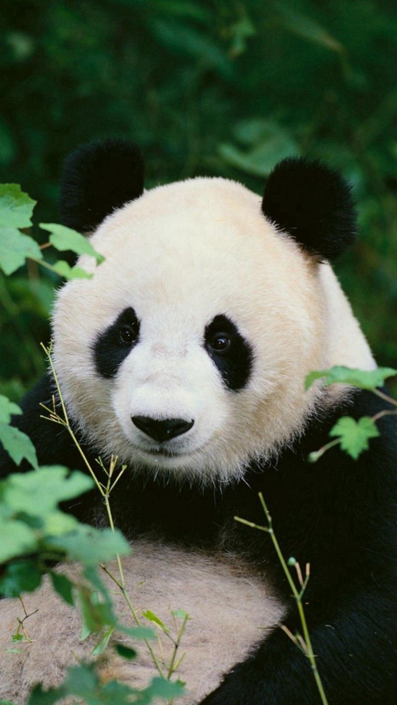 #خلفيات عالية الوضوح ل #باندا #Panda #حيوانات - 48