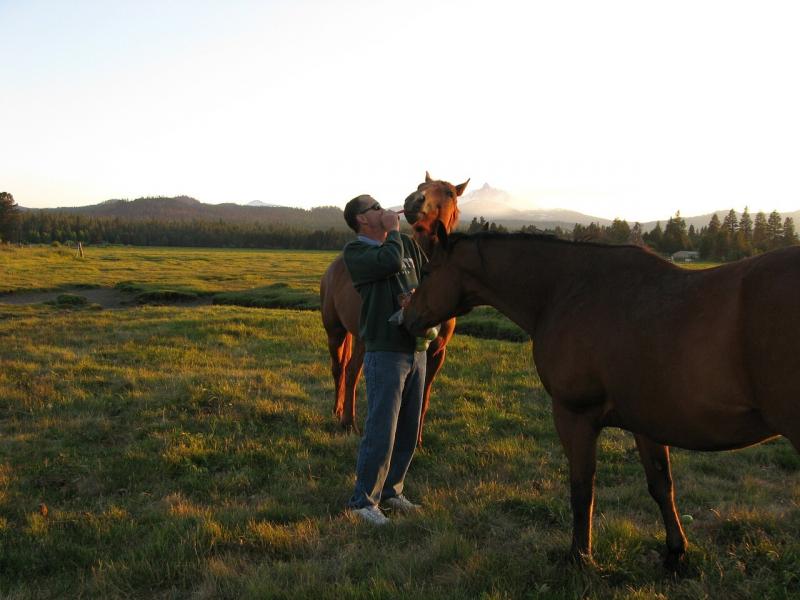 صور لـ #رعوي #التل #خيل #حصان #حيوان #أسود #فحل_الخيل