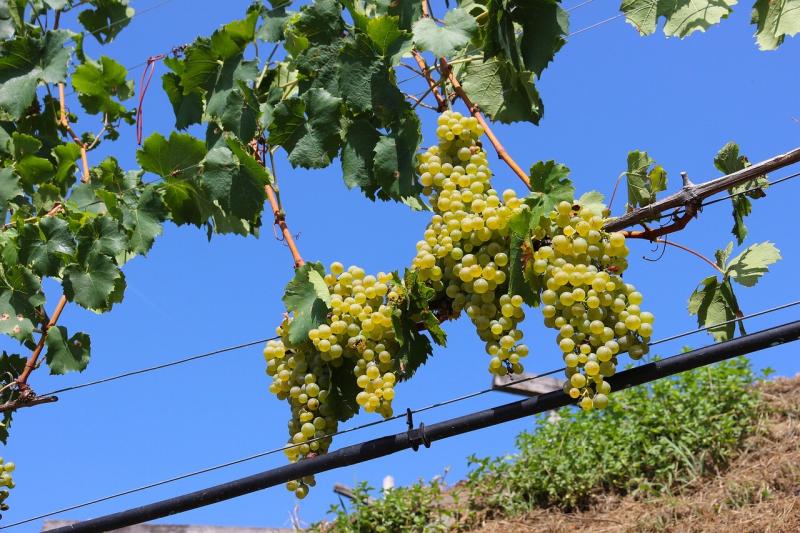 صور لـ #Winegrowing #عنب #يأتي #نبيذ #العنب_الأخضر