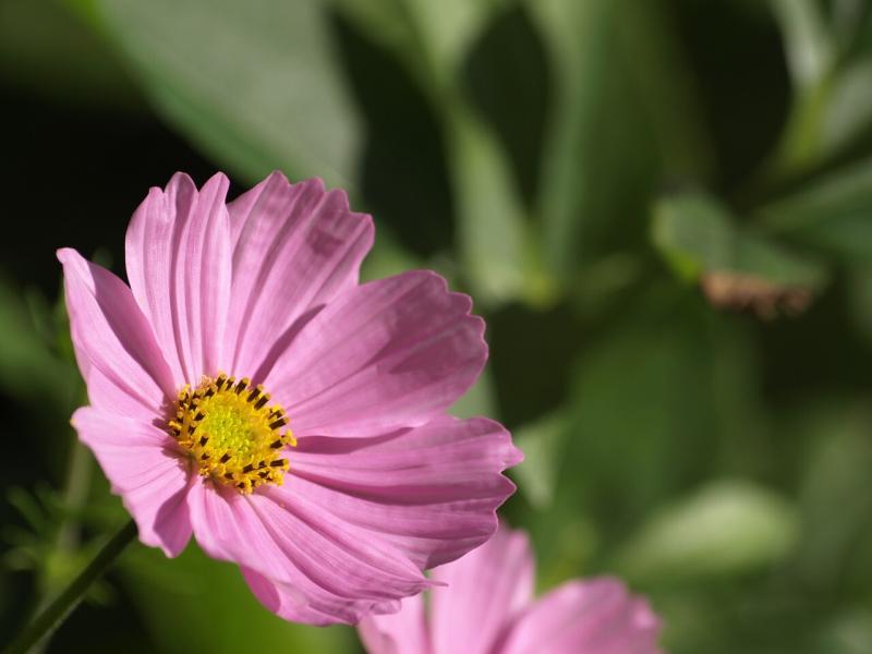صور لـ #زهرة #زهري #Cosmea #حديقة #طبيعة #صورة قريبة #الصيف