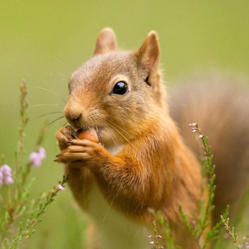 #خلفيات عالية الوضوح ل #سناجب #Squirrel #سنجاب #حيوانات - 42
