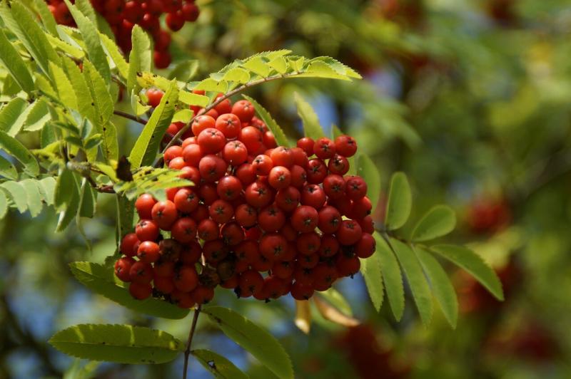 صور لـ #رماد #أحمر #ثمار #التوت #Rowanberries #رماد_الجبل