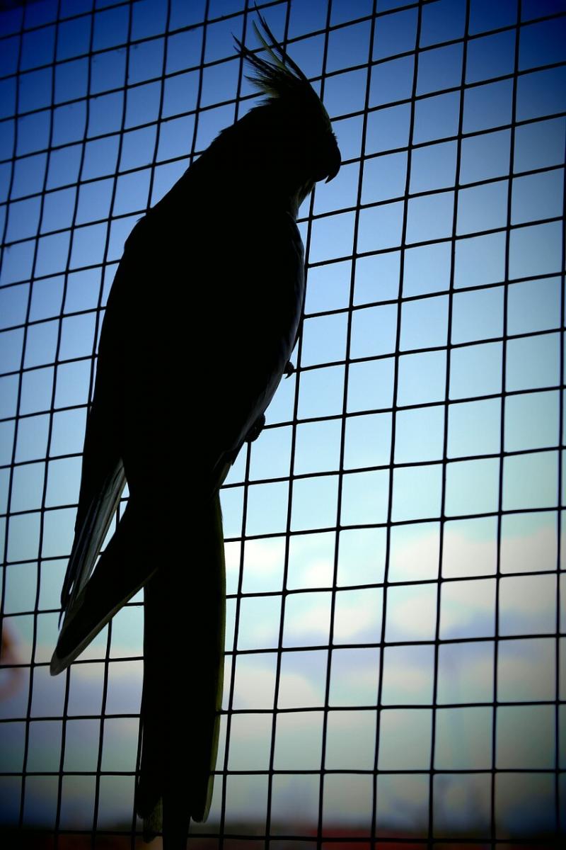 صور لـ #أسر #ظل #سماء #أزرق #كوكاتيل #ببغاء
