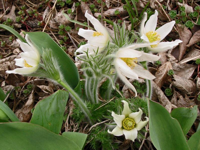 صور لـ #Pasqueflower #زهر #إزهار #زهرة