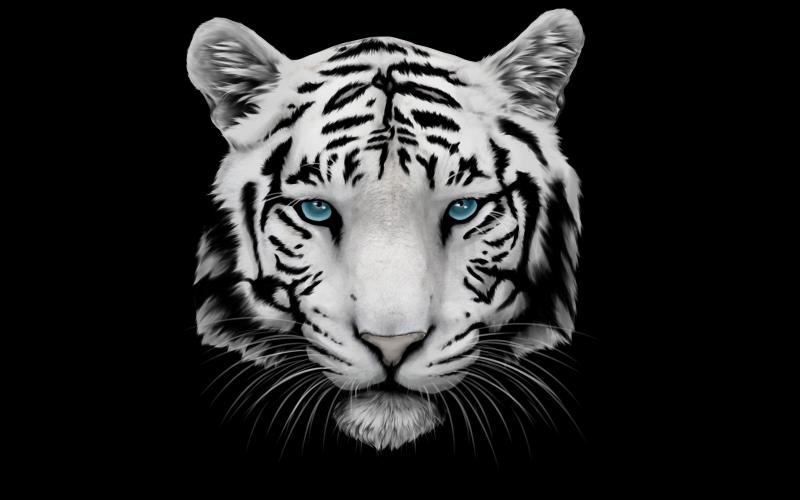 صور #نمر #نمور #Tiger #حيوانات #طبيعة - 27