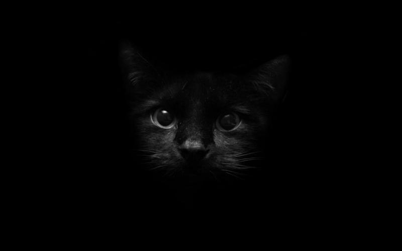 #خلفيات #قطط #قطة #Cat #سوداء #أسود #Black عالية الوضوح - 19