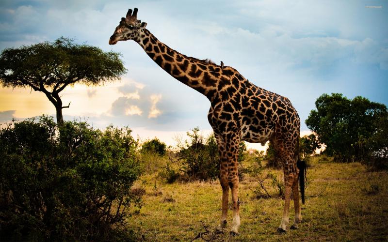 #خلفيات #Giraffe #زرافة #حيوانات عالية الوضوح - 26