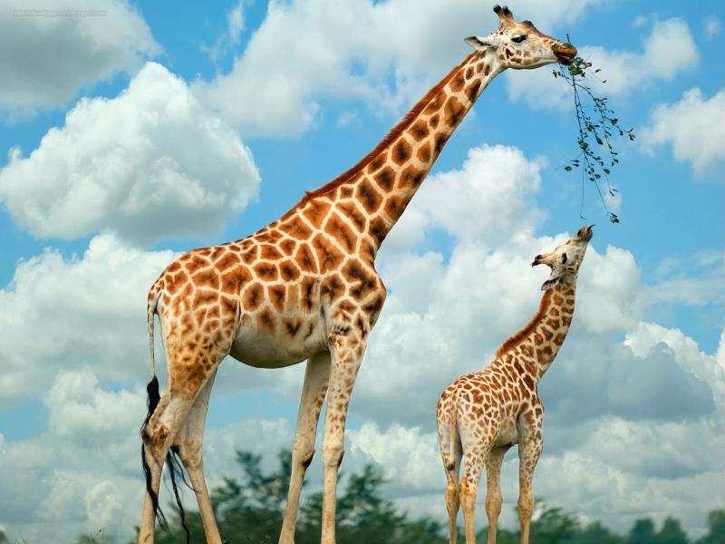 #خلفيات #Giraffe #زرافة #حيوانات عالية الوضوح - 29