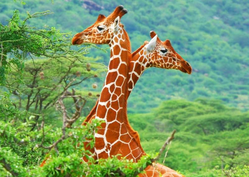 #خلفيات #Giraffe #زرافة #حيوانات عالية الوضوح - 25