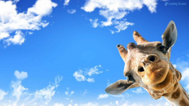 #خلفيات #Giraffe #زرافة #حيوانات عالية الوضوح - 19
