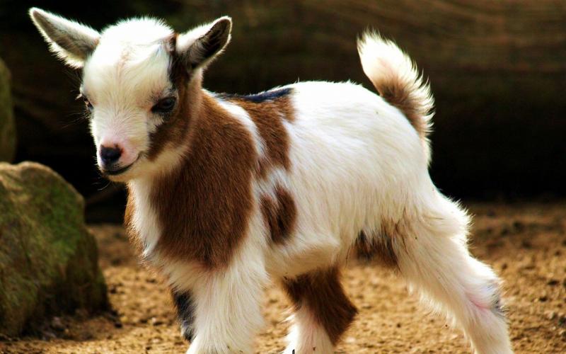 صور #ماعز #Goat #حيوانات #Animals عالية الوضوح - 1