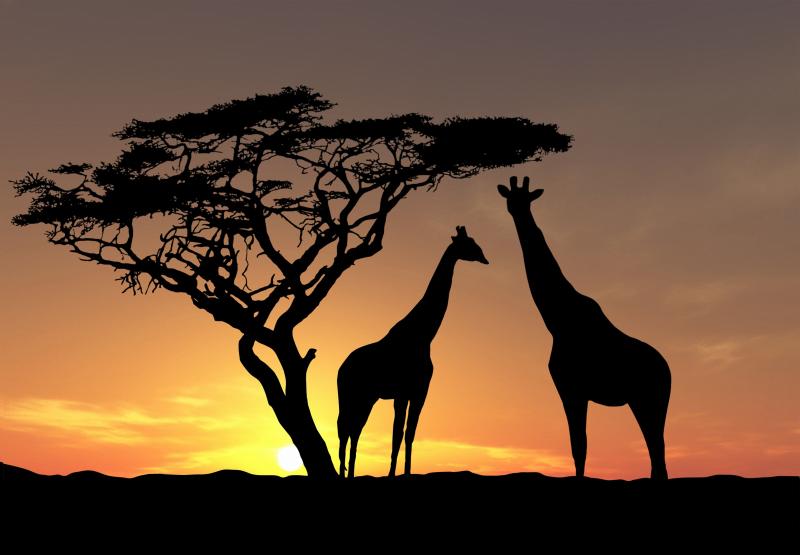 #خلفيات #Giraffe #زرافة #حيوانات عالية الوضوح - 16