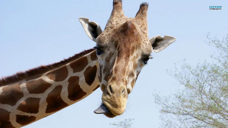 #خلفيات #Giraffe #زرافة #حيوانات عالية الوضوح - 13