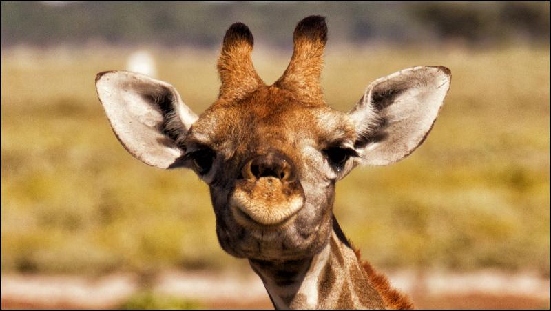 #خلفيات #Giraffe #زرافة #حيوانات عالية الوضوح - 12