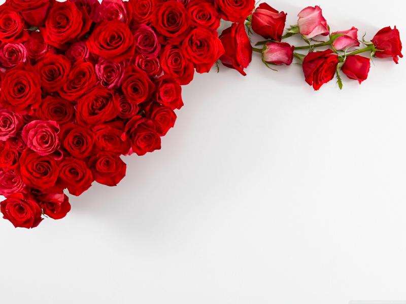 #خلفيات #ورود #Roses #أزهار #زهور #Flowers عالية الوضوح - 150
