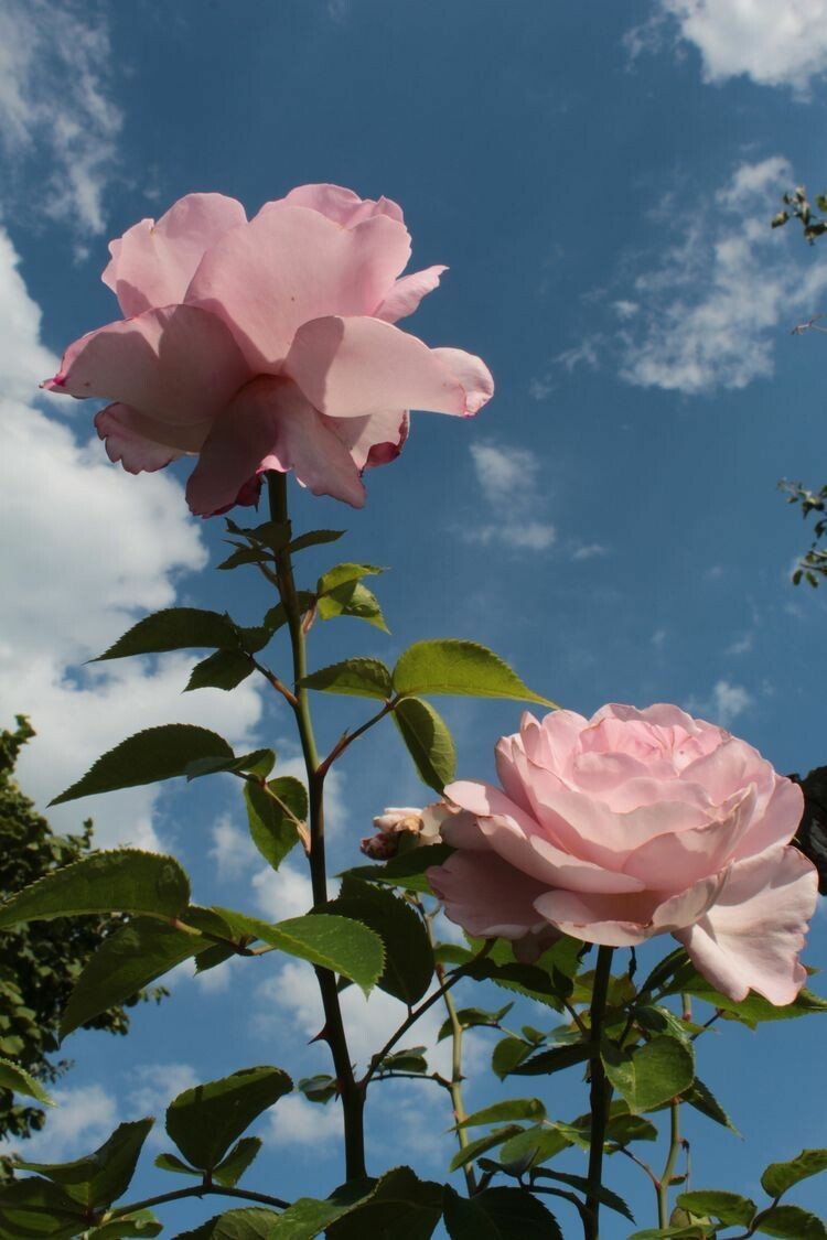 #خلفيات #ورود #Roses #أزهار #زهور #Flowers عالية الوضوح - 552