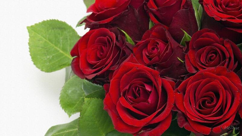 #خلفيات #ورود #Roses #أزهار #زهور #Flowers عالية الوضوح - 168