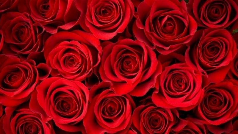 #خلفيات #ورود #Roses #أزهار #زهور #Flowers عالية الوضوح - 151