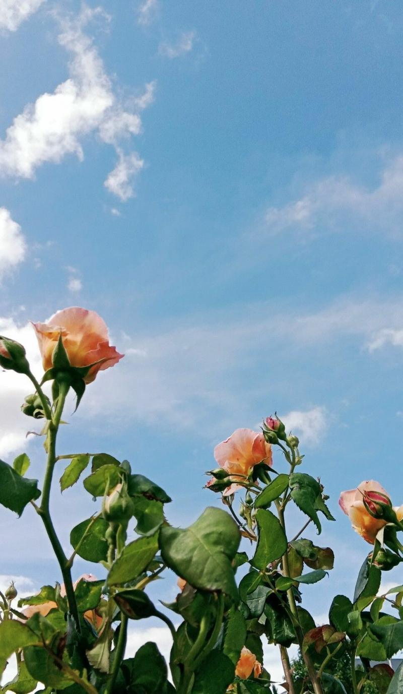 #خلفيات #ورود #Roses #أزهار #زهور #Flowers عالية الوضوح - 562
