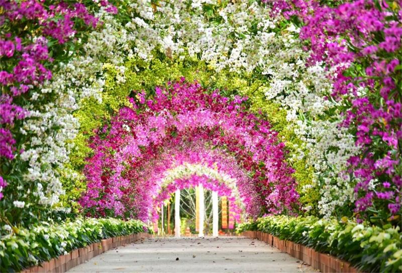 #خلفيات #ورود #Roses #أزهار #زهور #Flowers عالية الوضوح - 519