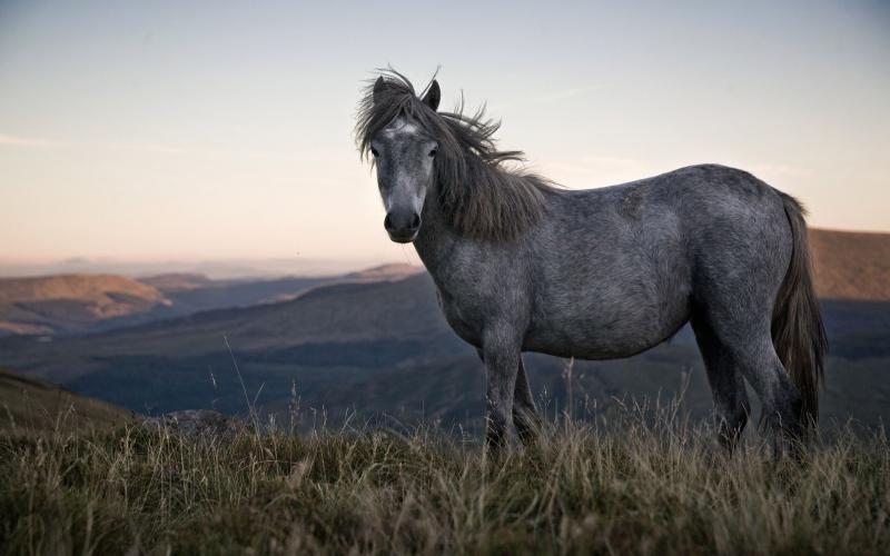 صور #خيل #أحصنة #حصان #Horse #حيوانات #Animals عالية الوضوح - 25