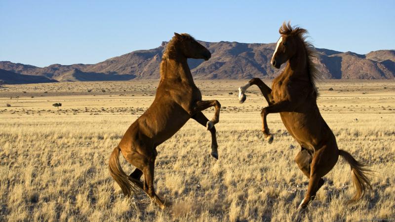 صور #خيل #أحصنة #حصان #Horse #حيوانات #Animals عالية الوضوح - 32