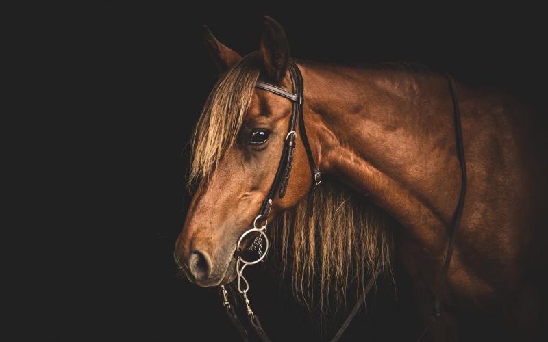 صور #خيل #أحصنة #حصان #Horse #حيوانات #Animals عالية الوضوح - 158