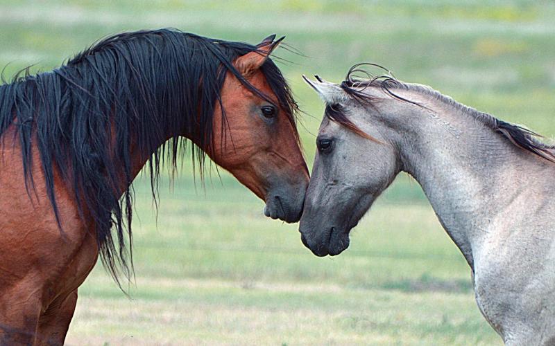 صور #خيل #أحصنة #حصان #Horse #حيوانات #Animals عالية الوضوح - 57