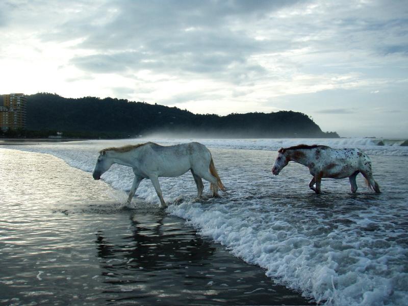 صور #خيل #أحصنة #حصان #Horse #حيوانات #Animals عالية الوضوح - 53