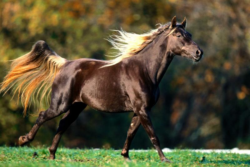 صور #خيل #أحصنة #حصان #Horse #حيوانات #Animals عالية الوضوح - 27