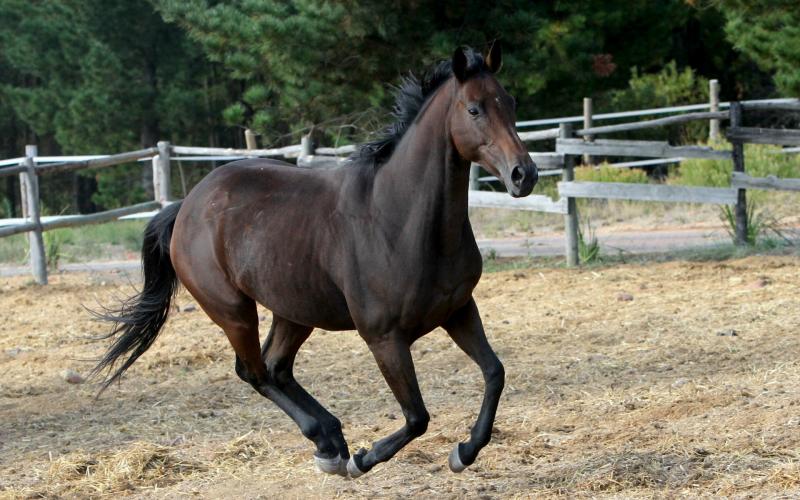 صور #خيل #أحصنة #حصان #Horse #حيوانات #Animals عالية الوضوح - 35