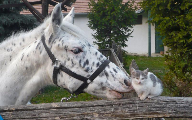 صور #خيل #أحصنة #حصان #Horse #حيوانات #Animals عالية الوضوح - 42