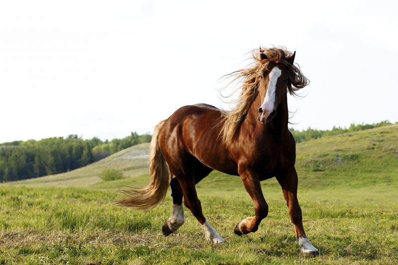 صور #خيل #أحصنة #حصان #Horse #حيوانات #Animals عالية الوضوح - 23