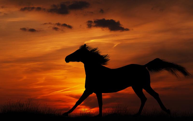 صور #خيل #أحصنة #حصان #Horse #حيوانات #Animals عالية الوضوح - 46