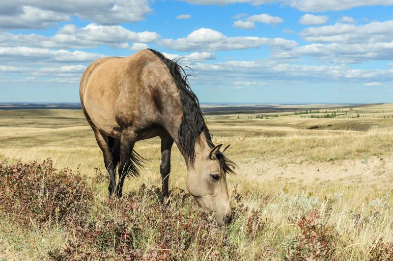 صور #خيل #أحصنة #حصان #Horse #حيوانات #Animals عالية الوضوح - 172