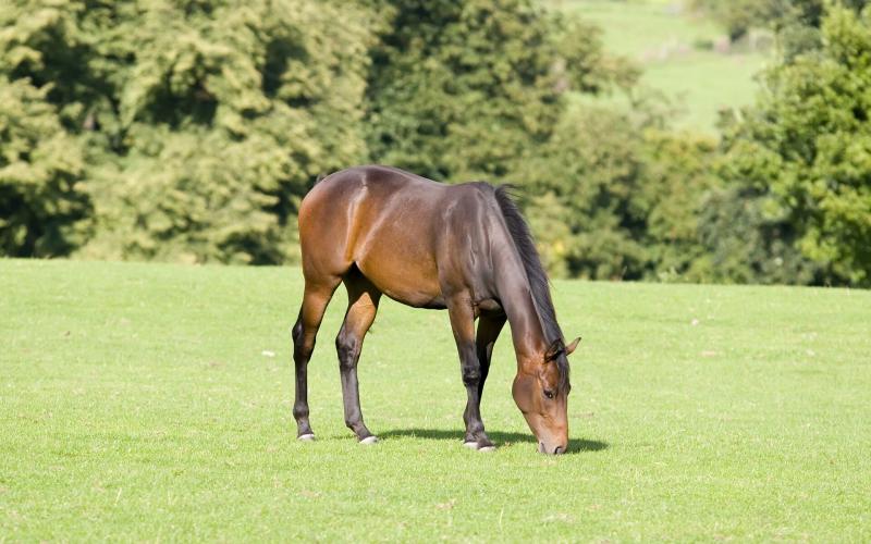 صور #خيل #أحصنة #حصان #Horse #حيوانات #Animals عالية الوضوح - 34