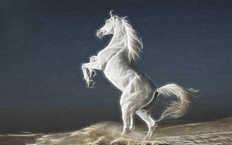 صور #خيل #أحصنة #حصان #Horse #حيوانات #Animals عالية الوضوح - 28