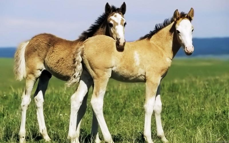 صور #خيل #أحصنة #حصان #Horse #حيوانات #Animals عالية الوضوح - 30