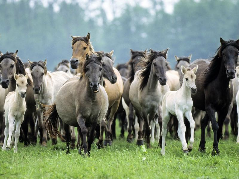 صور #خيل #أحصنة #حصان #Horse #حيوانات #Animals عالية الوضوح - 56