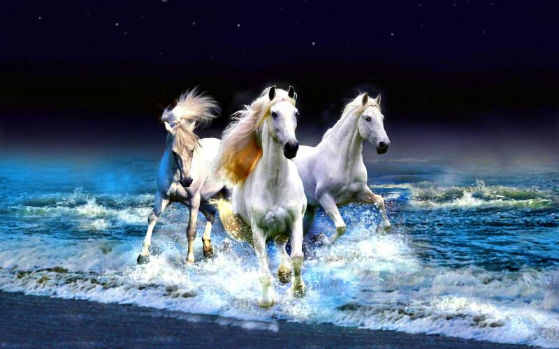 صور #خيل #أحصنة #حصان #Horse #حيوانات #Animals عالية الوضوح - 41