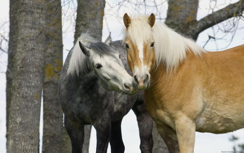 صور #خيل #أحصنة #حصان #Horse #حيوانات #Animals عالية الوضوح - 31