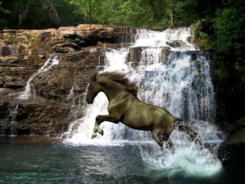صور #خيل #أحصنة #حصان #Horse #حيوانات #Animals عالية الوضوح - 77