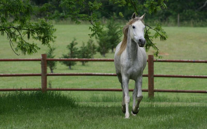 صور #خيل #أحصنة #حصان #Horse #حيوانات #Animals عالية الوضوح - 22
