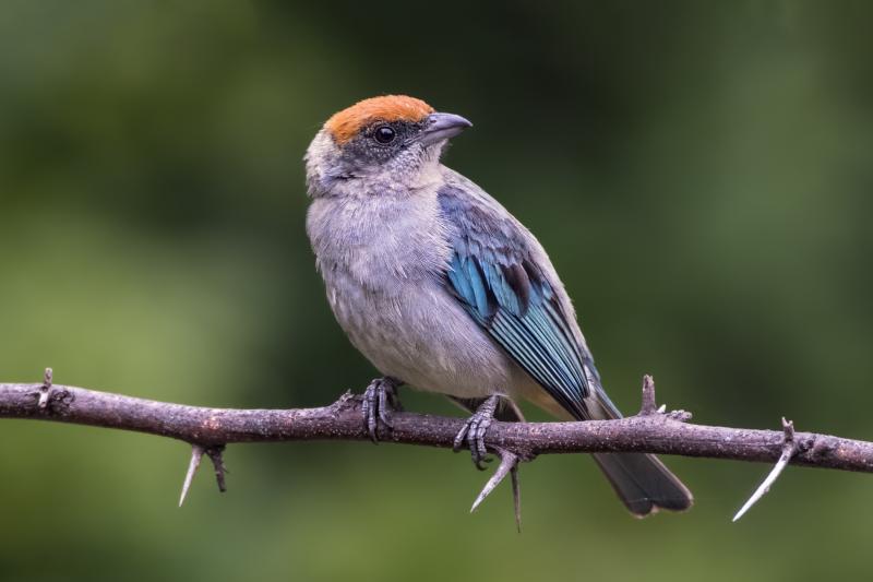 مجموعة صور #عصافير #عصفور #طيور #طير #Birds عالية الوضوح - 567