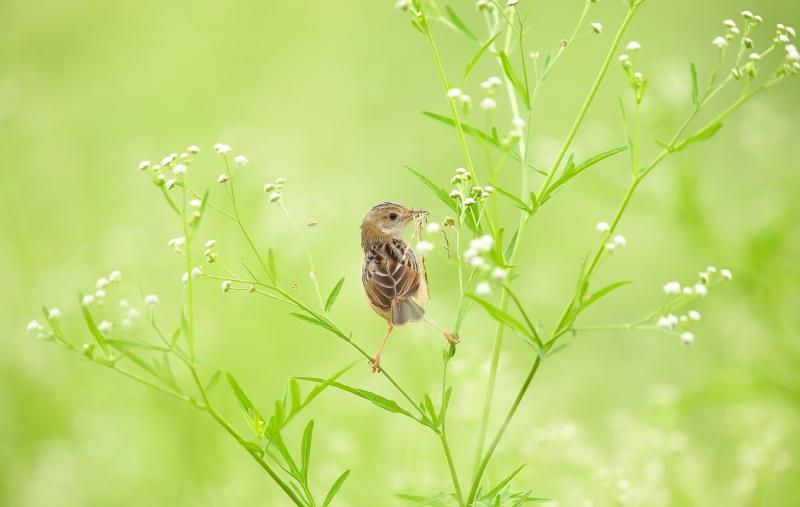 مجموعة صور #عصافير #عصفور #طيور #طير #Birds عالية الوضوح - 588