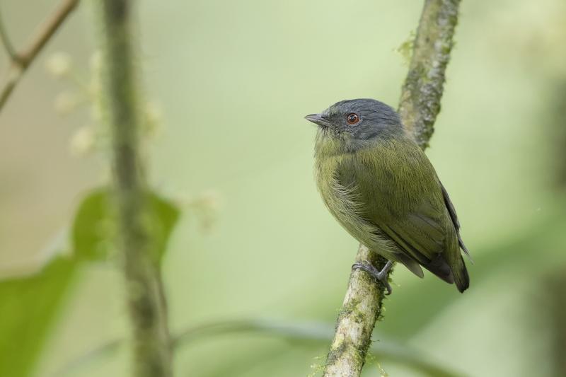 مجموعة صور #عصافير #عصفور #طيور #طير #Birds عالية الوضوح - 589